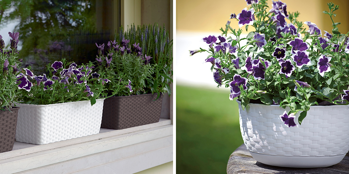 Blog-zavesne-kvetinace-1